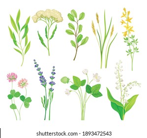 Colección de vectores de flores silvestres y plantas herbáceas