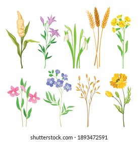 Wild Flowers and Herbaceous Flowering Plants Vector Collection