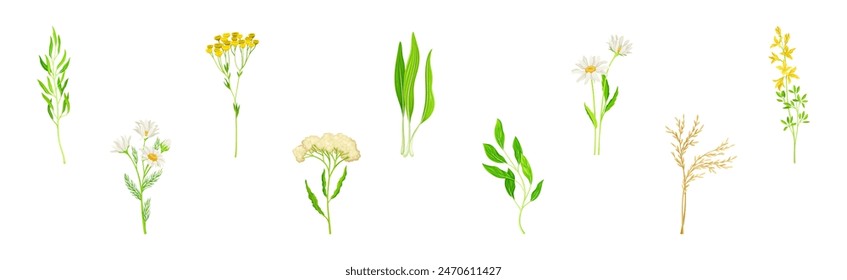 Wild Flowers and Herbaceous Flowering Plants Vector Set