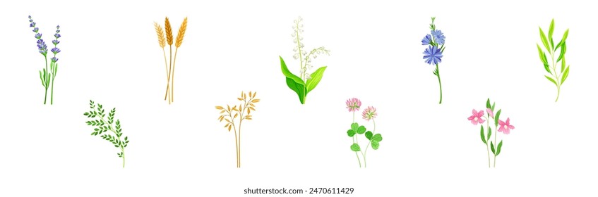 Wild Flowers and Herbaceous Flowering Plants Vector Set