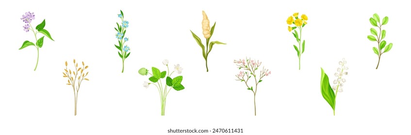 Wild Flowers and Herbaceous Flowering Plants Vector Set