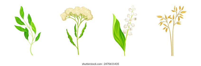 Wild Flowers and Herbaceous Flowering Plants Vector Set