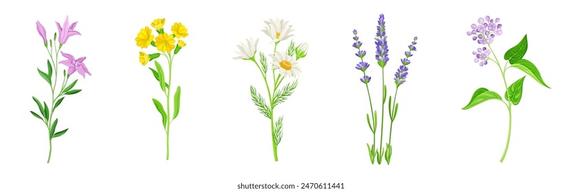 Conjunto de Vector de flores silvestres y plantas herbáceas