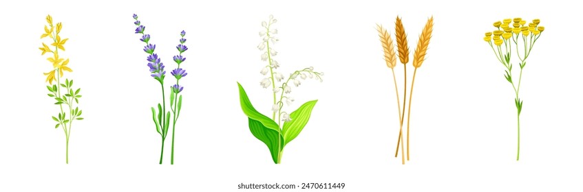 Wild Flowers and Herbaceous Flowering Plants Vector Set