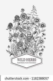 Wild flowers. Herbal tea. Vector illustration.