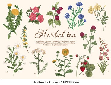 Wild flowers. Herbal tea. Vector illustration.