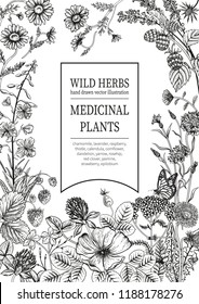 Wild flowers. Herbal tea. Vector illustration.