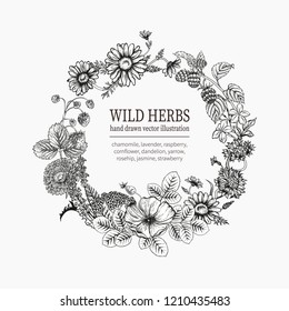 Wild flowers. Herbal tea. Vector illustration.