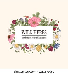 Wild flowers. Herbal tea. Vector illustration.