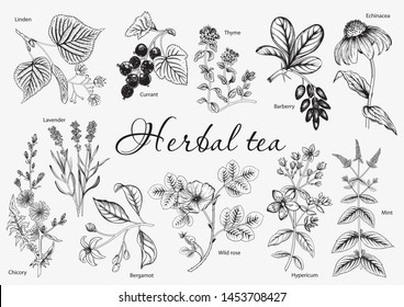 Wild flowers. Herbal tea. Vector illustration.