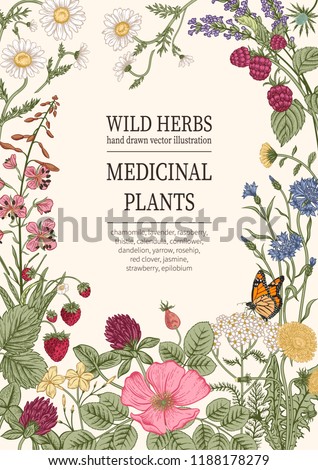Wild flowers. Herbal tea. Vector illustration.