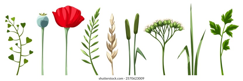 Wild flowers, herbs, and grasses isolated on a white background. Meadow flowers and herbs. Set of vector design elements. Hand-drawn illustration, not AI
