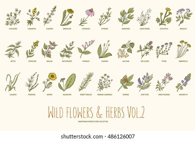 Wild flowers and herbs hand drawn set. Volume 2. Botany. Vintage flowers. Vector illustration in the style of engravings.