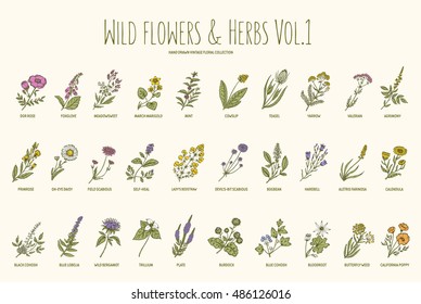 Wild flowers and herbs hand drawn set. Volume 1. Botany. Vintage flowers. Vector illustration in the style of engravings.