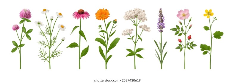 Wild flowers herbs, herbaceous flowering plants, blooming flowers, subshrubs isolated. Vector realistic wildflowers blossom, flourishing flora. Chamomile and gerbera and calendula branches