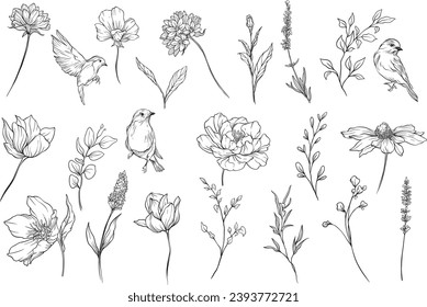 Wild flowers and herbs isolated on white background. Hand drawn sketch leaves and wild flowers.
