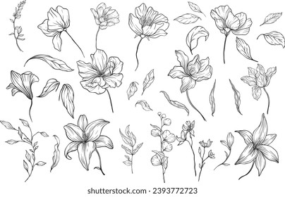 Wild flowers and herbs isolated on white background. Hand drawn sketch leaves and wild flowers.
