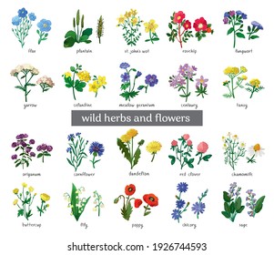 Wild flowers and herbs set isolated on white background. Collection of botanical flowers in vintage style. Elements for summer, spring bouquet. Symbols of alternative medicine. Vecrtor illustration.
