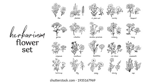 Wild flowers and herbs set isolated on black background. Collection of botanical flowers in vintage style. Elements for herbarium bouquet. Symbols of alternative medicine. Vecrtor illustration.
