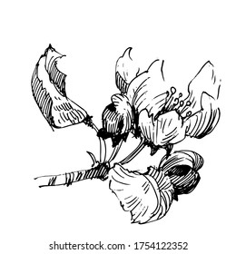 Wild flowers isolated illustration. Hand Drawn floral element. Black and white engraved ink art.