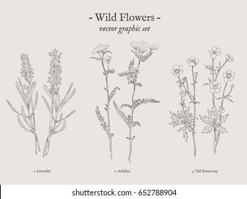 Wild flowers, Lavendel, Achillea, Tall Buttercup retro drawings collection