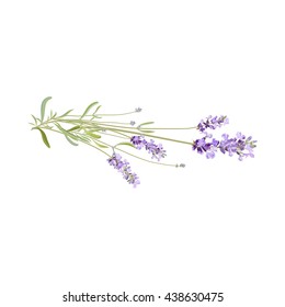 Wild flowers. Lavender