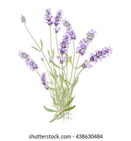 Branch Heather Purple Flowers Set Symbol Stock Illustration 1715154358