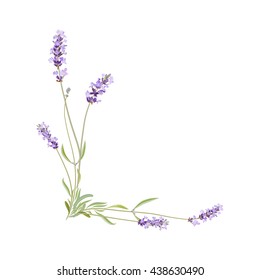 Wild flowers. Lavender