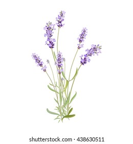 Wild flowers. Lavender