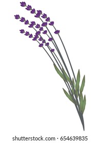 Wild flowers lavender.