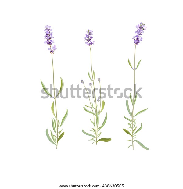 Wild Flowers Lavender Stock Vector (Royalty Free) 438630505 | Shutterstock