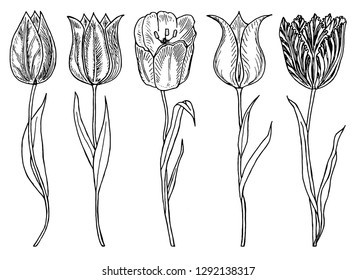 Wild Flowers with leaves. Set of Wedding botanical plant with leaf and buds. Botanical organic spring herb. Engraved hand drawn in doodle sketch. Collection for cards and labels, books and banners.
