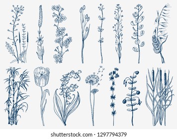 Wild Flowers with leaves. Set of Wedding botanical plant with leaf and buds. Botanical organic spring herb. Engraved hand drawn in doodle sketch. Collection for cards and labels, books and banners.