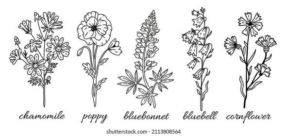 Wild flowers line collection: chamomile, bluebonnet, poppy, bluebell, cornflower. Sketch wildflowers and herbs nature botanical elements. Hand drawn summer field flowering vector Illustrations set. 