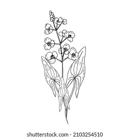 Wild flowers. Line drawing. Vector illustration.