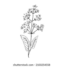Wild flowers. Line drawing. Vector illustration.