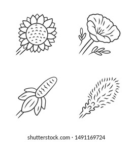 Wild flowers linear icons set. Helianthus, California poppy, mexican hat, liatris. Blooming wildflowers, weed. Calflora. Spring blossom. Thin line contour symbols. Isolated vector outline illustration