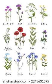 Wild flowers and meadow grasses poster. Thistle, poppies, carnation, ranunculus, cornflower, clover, wormwood