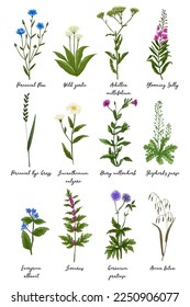 Wild flowers and meadow grasses poster. Perennial flax, Blooming Sally, Evergreen alkanet, Wild garlic, Leonurus