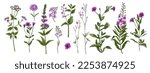Wild flowers and meadow grasses. Summer field flowers. Botanical illustration. Purple and pink flowers