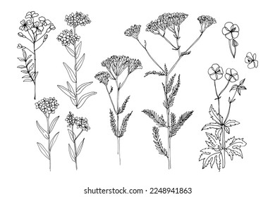 Wild flowers and meadow grasses. Summer field flowers. Botanical illustration. Cardamine pratensis, Myosotis, yarrow, Linum