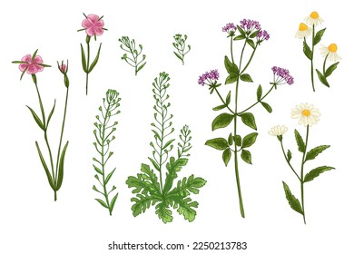 Wild flowers and meadow grasses. Summer field flowers. Botanical illustration. Shepherd's purse, Corncockle, Chamomile, Oríganum