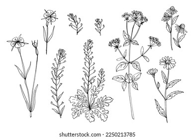 Wild flowers and meadow grasses. Summer field flowers. Botanical illustration. Shepherd's purse, Corncockle, Chamomile, Oríganum