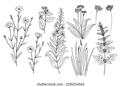 Wild flowers and meadow grasses. Summer field flowers. Botanical illustration. Perennial flax, Blooming Sally, Evergreen alkanet, Wild garlic, Leonurus