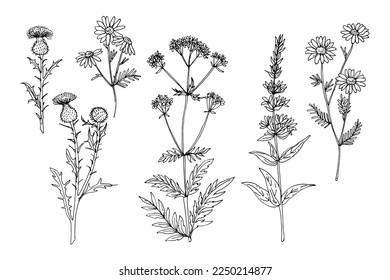 Wild flowers and meadow grasses. Summer field flowers. Botanical illustration. Ager-tidsel, Chamomile, Valeriana