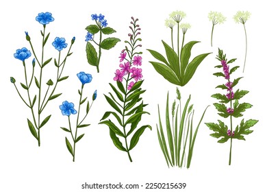 Wild flowers and meadow grasses. Summer field flowers. Botanical illustration. Perennial flax, Blooming Sally, Evergreen alkanet, Wild garlic, Leonurus