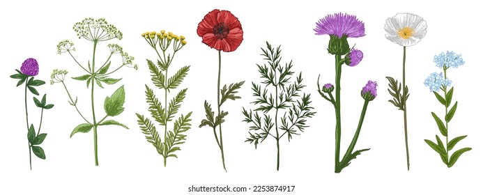 Wild flowers and meadow grasses. Summer field flowers. Botanical illustration. Chamomile, poppies, clover, thistle