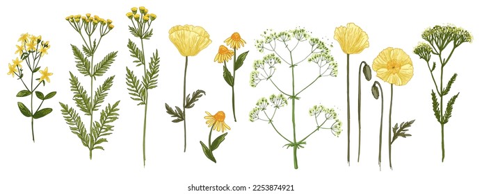 Wild flowers and meadow grasses. Summer field flowers. Botanical illustration. Yellow flowers, chamomile, poppies