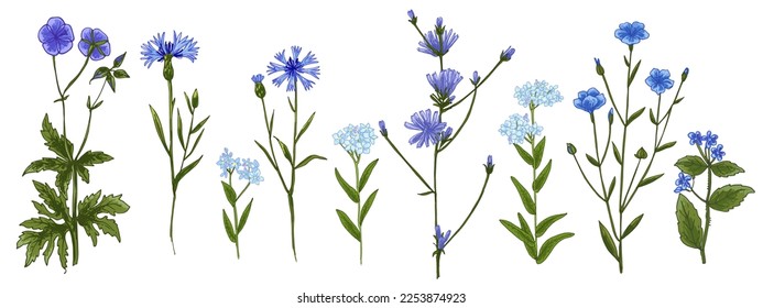 Wild flowers and meadow grasses. Summer field flowers. Botanical illustration. Blue flowers, cornflower, forget-me-not, chicory