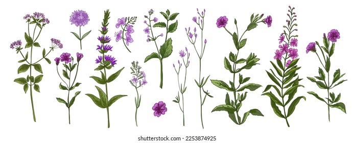 Wild flowers and meadow grasses. Summer field flowers. Botanical illustration. Purple and pink flowers